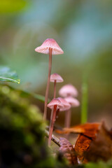 fly agaric mushroom in the forest
