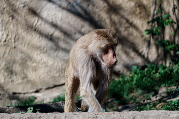 Fototapeta premium Hamadryas Baboon Walking in Enclosure