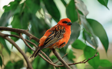 Red Fody Perched on Branch with Green Leaves