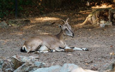 Resting Markhor in Dirt Enclosure