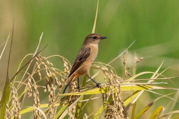 米を食べていないノビタキ