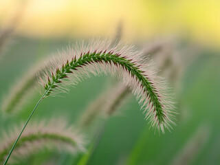 Delicate foxtail grass seed head gently curves against a soft, sunlit green bokeh background, evoking natural serenity and growth.