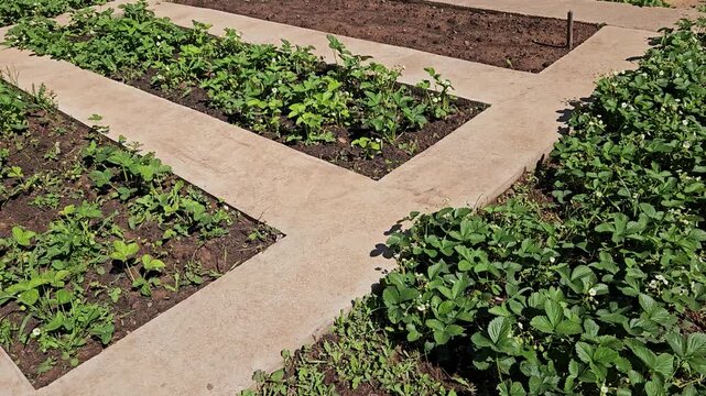 Garden Plot Plants, Raised Bed Farming, Lush Green Vegetables. strawberry cultivation