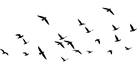Obraz premium Flock of Flying Birds Silhouettes Against White Background for Nature Design