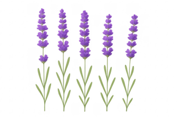 Lavender flower sprig illustration with transparent background