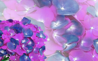 Abstract bacground of  violet hydrangea flower