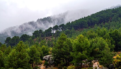 Dense green forest climbs hills; fog blankets peaks. Cloudy, serene vista
