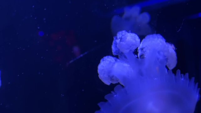 The unique Cassiopea jellyfish in an aquarium &mdash; a detailed video for scientific, educational, design, and meditative projects