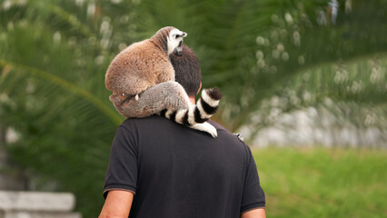 Obraz premium A cute ring-tailed lemur rests on a man's shoulder during a walk in the park.