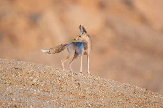 Arabian red fox called as desert fox, cute little wild animal&nbsp;and tiny in size, Arabian Red fox  portrait close up and isolated.