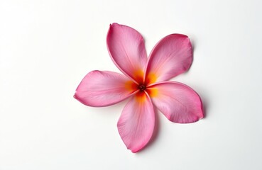 Obraz premium Pink plumeria flower isolated on white. Single beautiful frangipani blossom with yellow center, top view. Tropical flora symbol of spa wellness, asian relaxation, aromatherapy, summer travel. Fresh