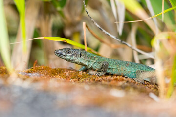 Green lizard resting on mossy ground in natural habitat with blurred grass background