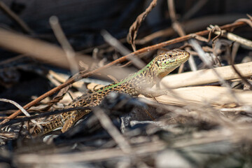 Naklejka premium Wild lizard basking in the sun among dry grass and branches in natural habitat