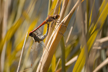 Close up of two dragonflies mating on dry grass in sunlight with blurred natural background