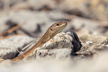 Brown lizard basking on sunlit rocks in natural habitat with soft blurred background