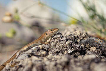 Brown lizard lying on rocky surface in sunlight with blurred natural background