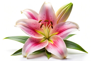 Pink Lily Flower with Green Leaves on White
