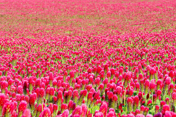 A vibrant field filled with countless bright pink clover flowers in full bloom. The rich colors create a stunning natural carpet of blossoms. A perfect spring or summer scene in bloom.