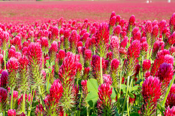 A vibrant field filled with countless bright pink clover flowers in full bloom. The rich colors create a stunning natural carpet of blossoms. A perfect spring or summer scene in bloom.
