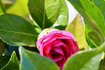 A vibrant pink Camellia flower bud peeks out from between thick, glossy green leaves. A close-up capturing the freshness and potential of new growth in the spring garden.