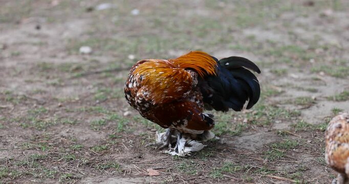small young chickens with colorful plumage on the territory of the park, chickens in search of food on the territory with trampled grass