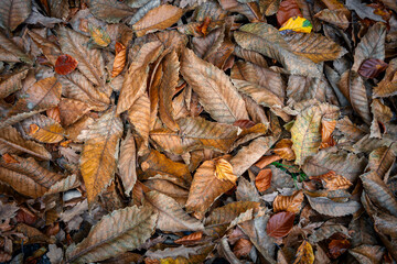 pile of autumn leaves, background