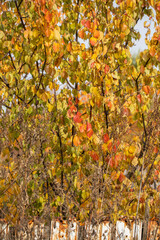 Natural background - autumn foliage on trees