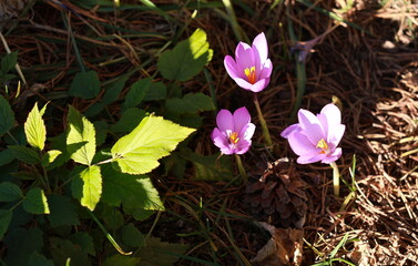 spring crocus flowers