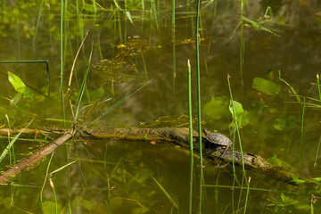 a small turtle sits on a snag on the surface of the pond wate