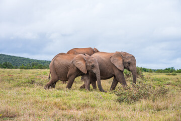 Elephants in the Addo Elephant National Park in South Africa