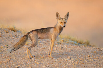 Arabian red fox called as desert fox, cute little wild animal and tiny in size, Arabian Red fox  portrait close up and isolated.
