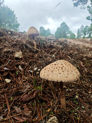 Specimen of Macrolepiota procera or parasol mushroom, top view, natural habitat, autumn season.