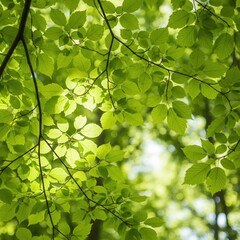Obraz premium Vibrant green leaves bathed in natural sunlight creating a refreshing and lush natural background texture