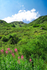 natural beauty of the Alatau Mountains in Almaty, Kazakhstan. vibrant field of blooming narrow-leaved fireweed with lush green hills and majestic mountains. for travel brochures, nature calendars.