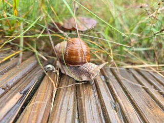 snail on a tree