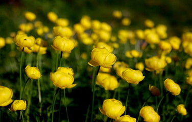 yellow flowers in the moutains