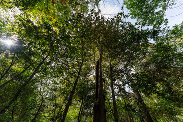 Big Thicket National Preserve, Texas, USA