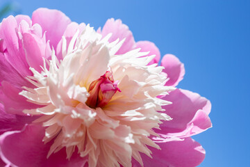 A pink flower in a blue sky