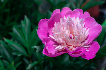 pink flower on a green background