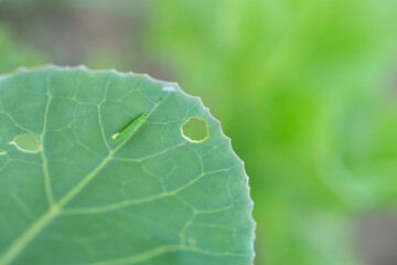a green leaf eaten by caterpillars