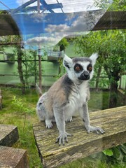 ring tailed lemur