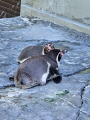 penguin on the beach