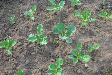 green shoots on the ground