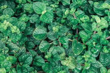 Background of tropical green leaves. Abstract nature background. Tropical nature concept.	
