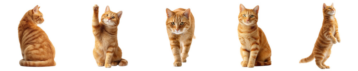 Five playful orange cats exhibiting various poses and actions in a bright, neutral setting