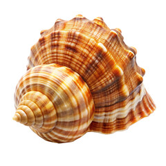 Fototapeta premium Detailed close-up of a spiral seashell, with intricate patterns and textured ridges, cutout, PNG isolated on white or transparent background