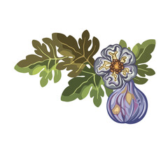 Fig fruit on a branch, hand-drawn