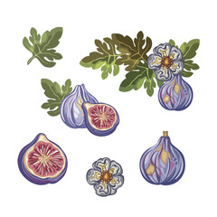Set of figs on a branch, hand drawn