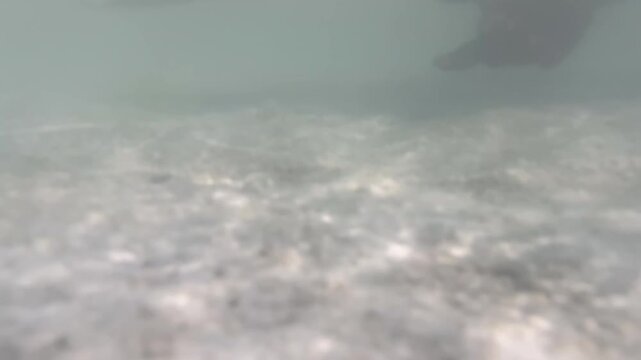 Underwater view of a bonefish being released into the clear tropical waters of Christmas Island, Kiribati, after being caught while fly fishing on the remote Pacific flats.
