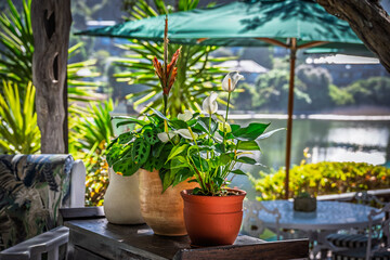 Tropical plants like anthurium and vriesea in pots on a porch